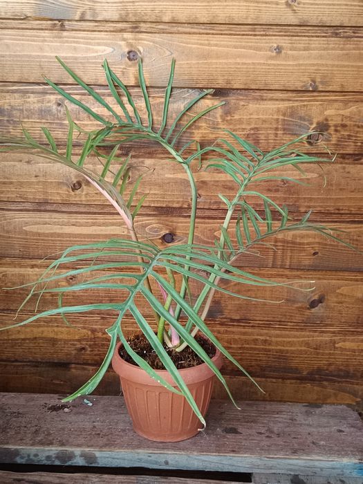 Philodendron pentru doamna Dan