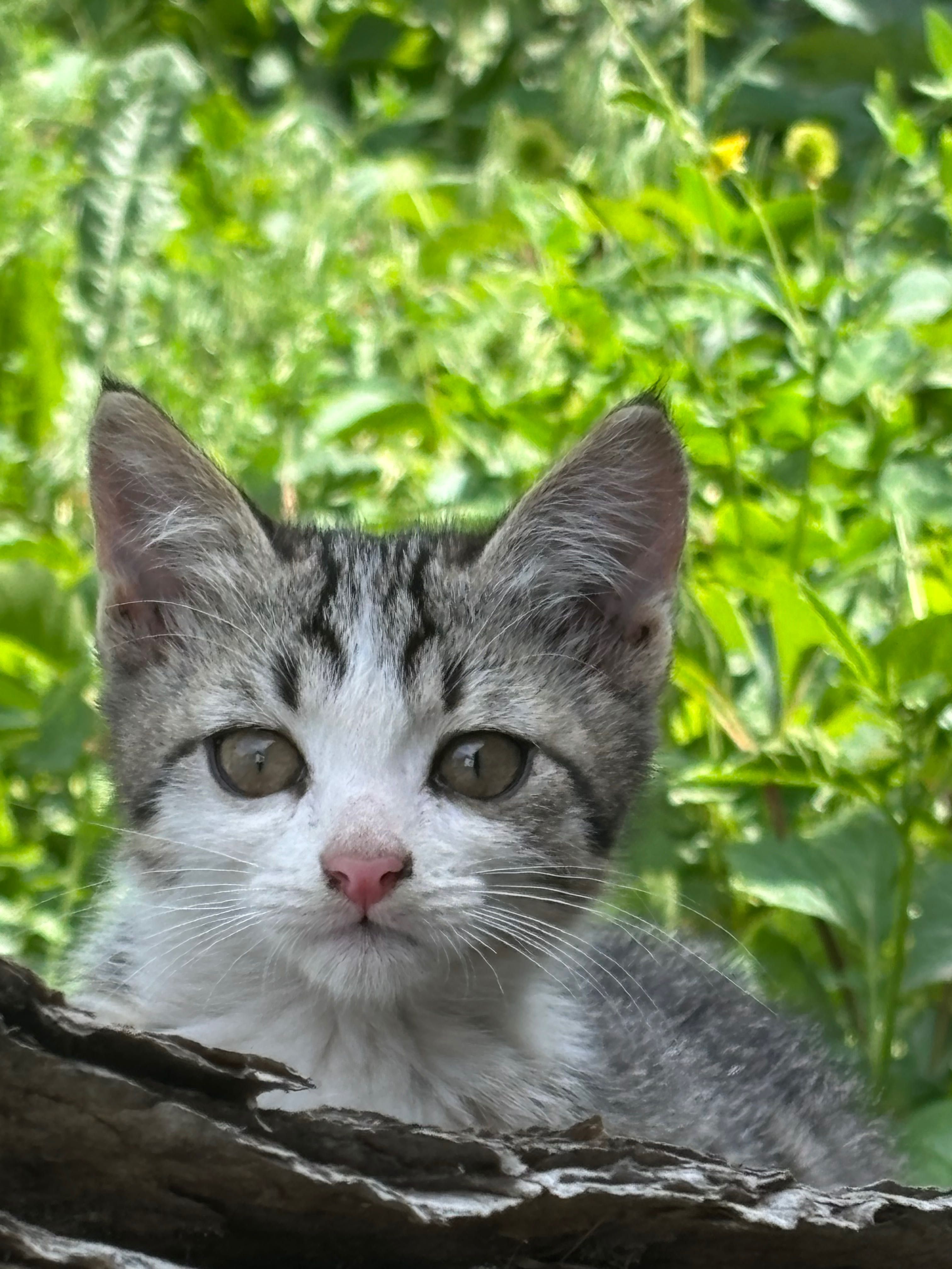 Ищем дом для двух милых котят!