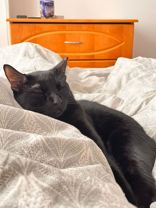 Pui de pisica spre adoptie