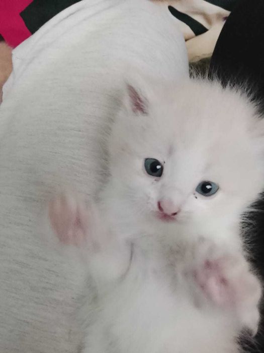 Котята 1 месяц, мальчики