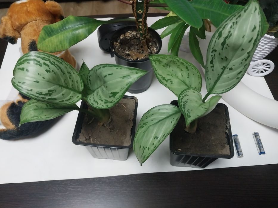 Продам комнатные цветы Аглоанема