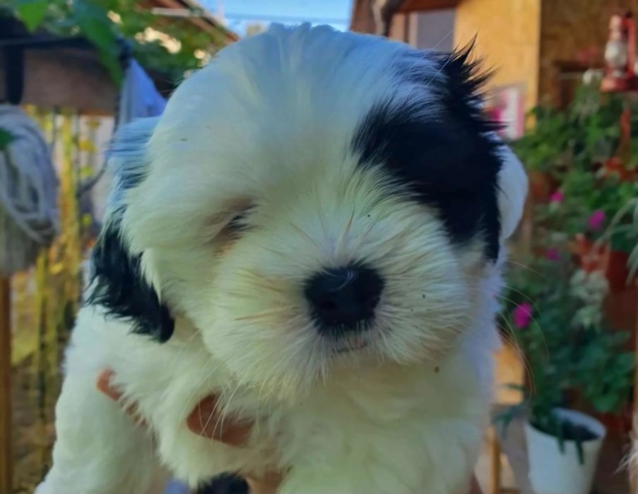 Bichon  havanez 600 lei
