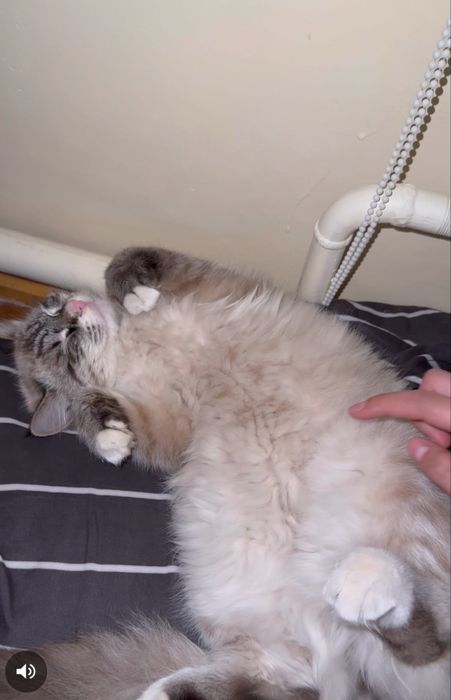 Mushuk yoʻqolgon urganchda topganla gorganla bosa yardamlawbarsa priz