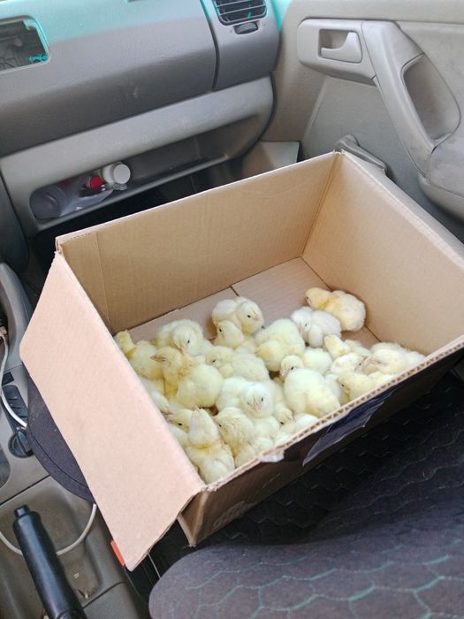 2 недели бройлеров срочно продам нужны деньги