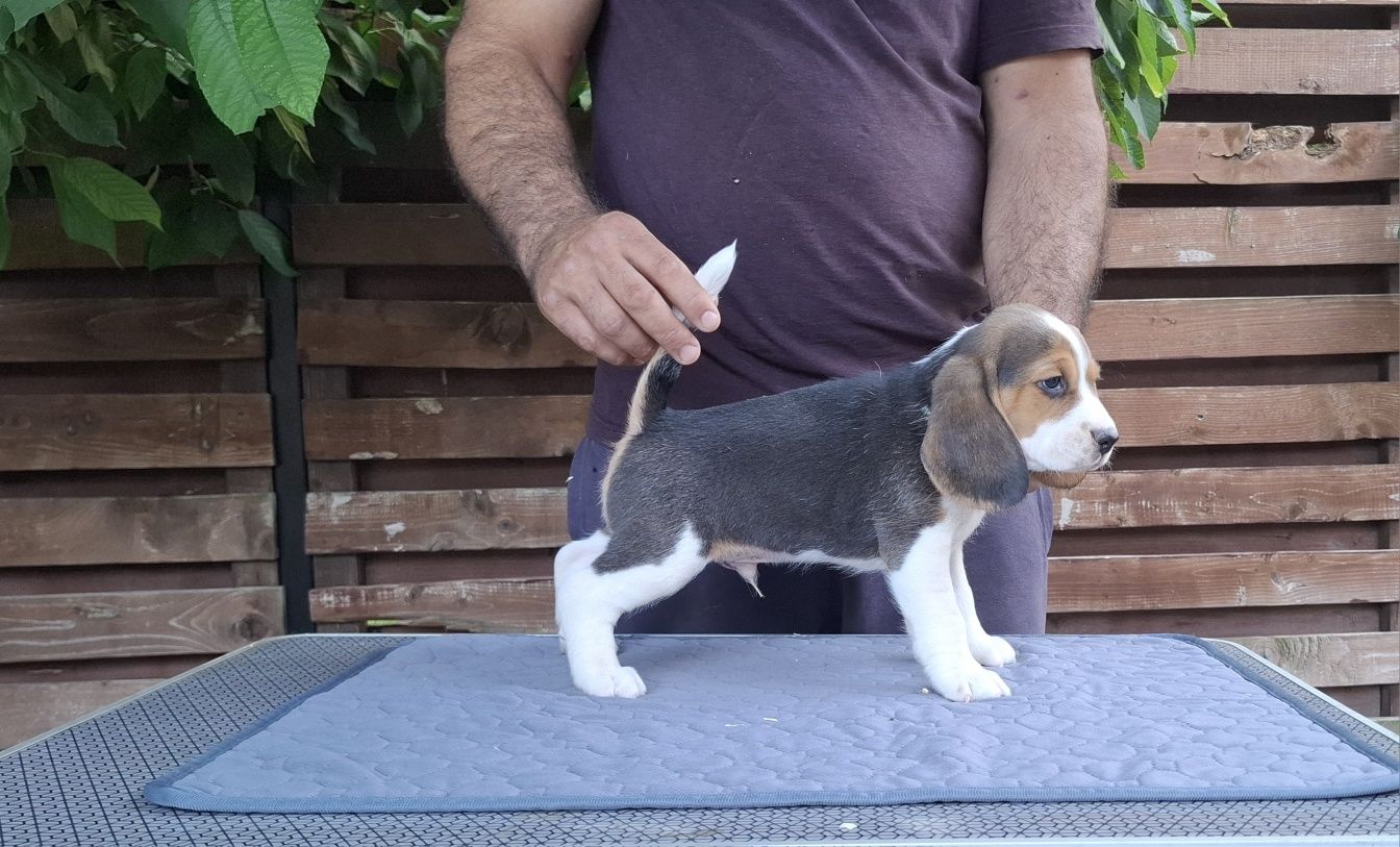 Pui beagle tricolor din părinți cu pedigree