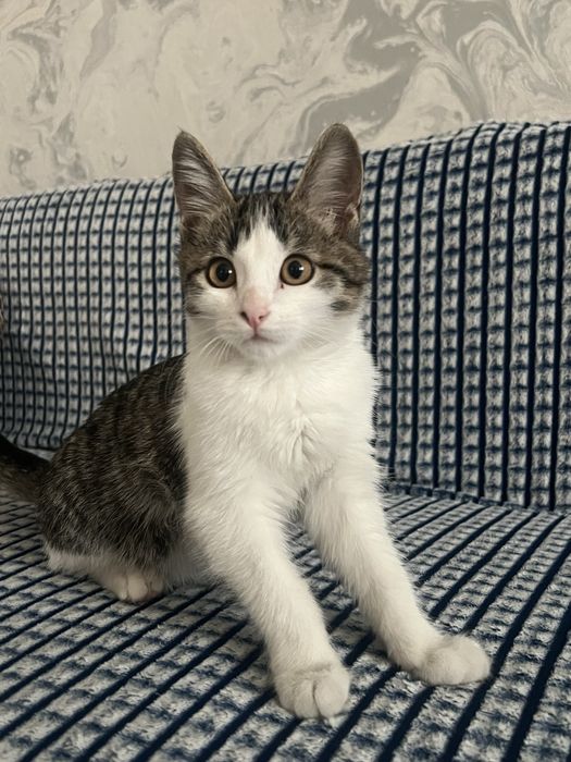 Отдам котенка в хорошие руки