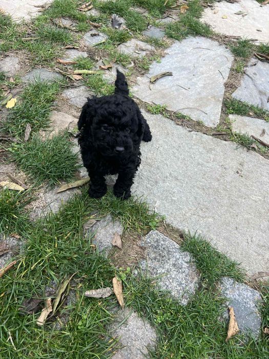 Мини пудел BLACK