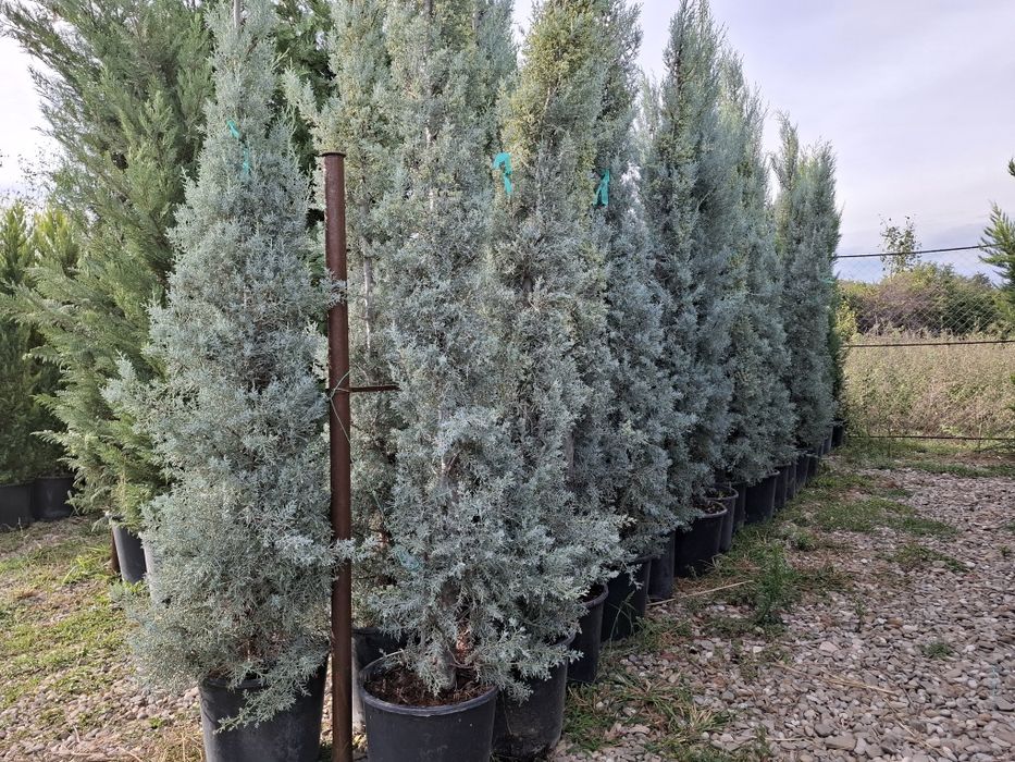 Brazi și leilandi  la oferta