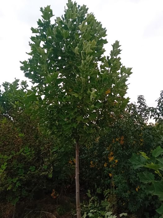Vând copaci ornamentali foioase