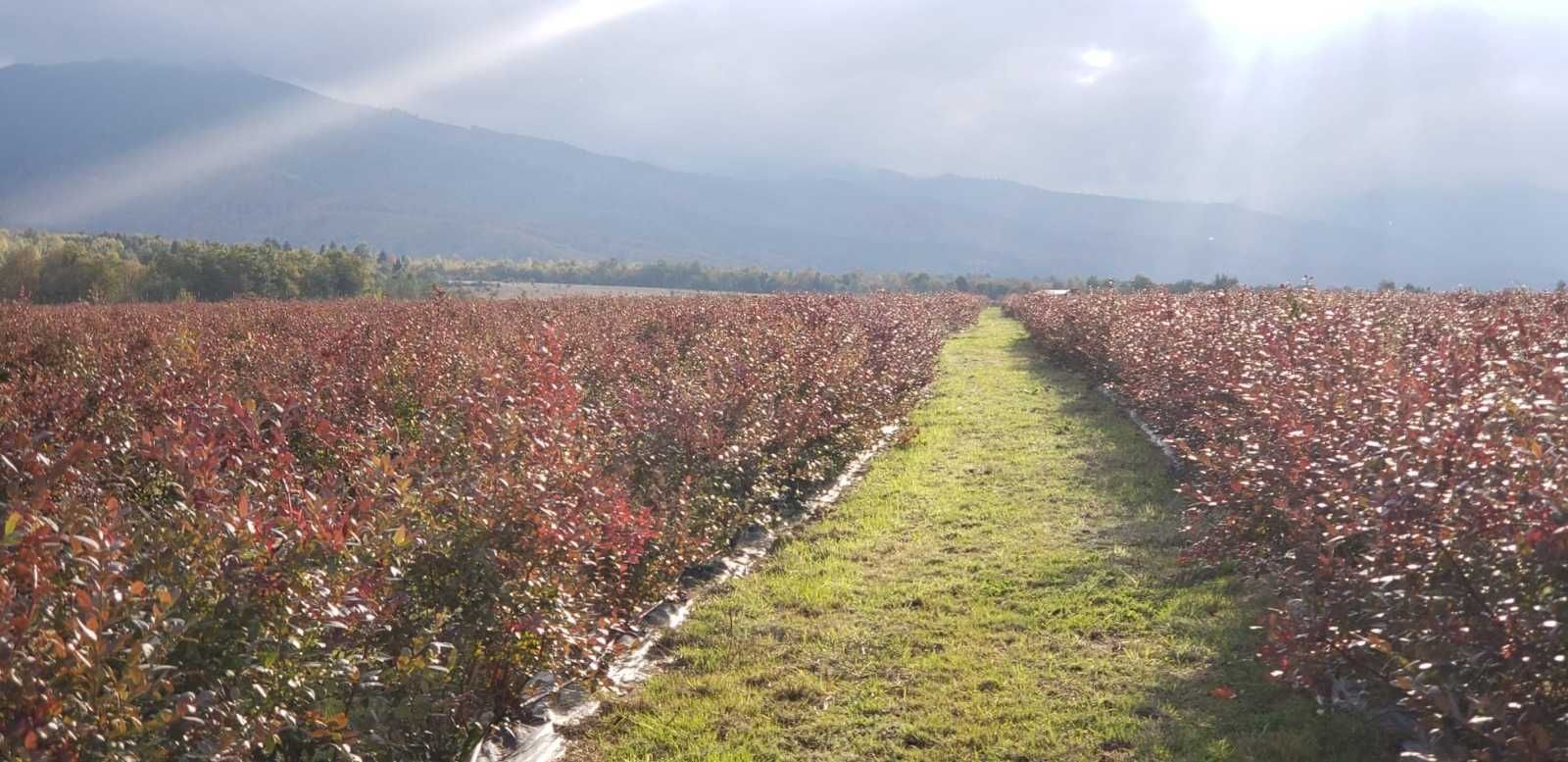 Plantatie de afine ecologice - zona Fagaras, judetul Brasov