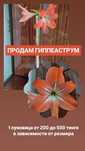 Продам ЦВЕТЫ комнатные недорого