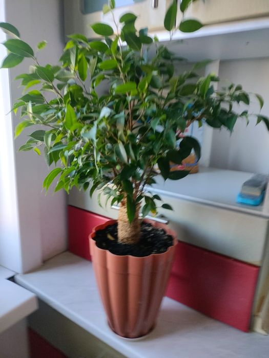 Фикус Бенджамино.