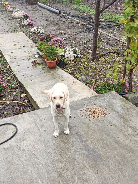 Donez cățelușa rasa Labrador