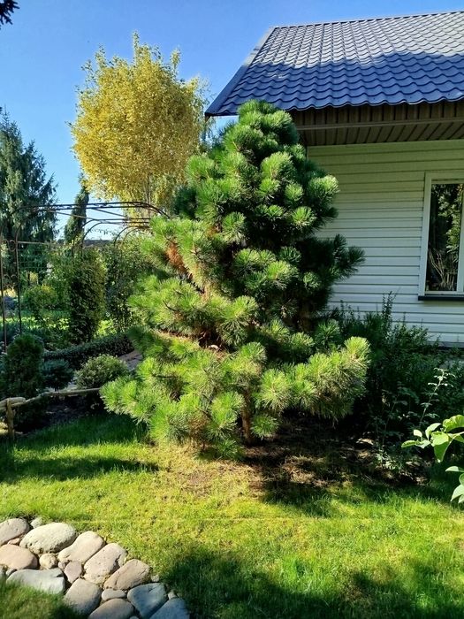 Продам сосну чёрная (нигра) Белабок