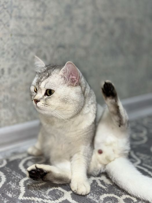 British shorthair silver shinshilla