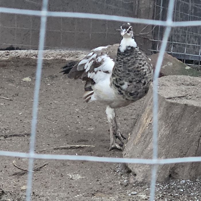 Pui de păun arlechin