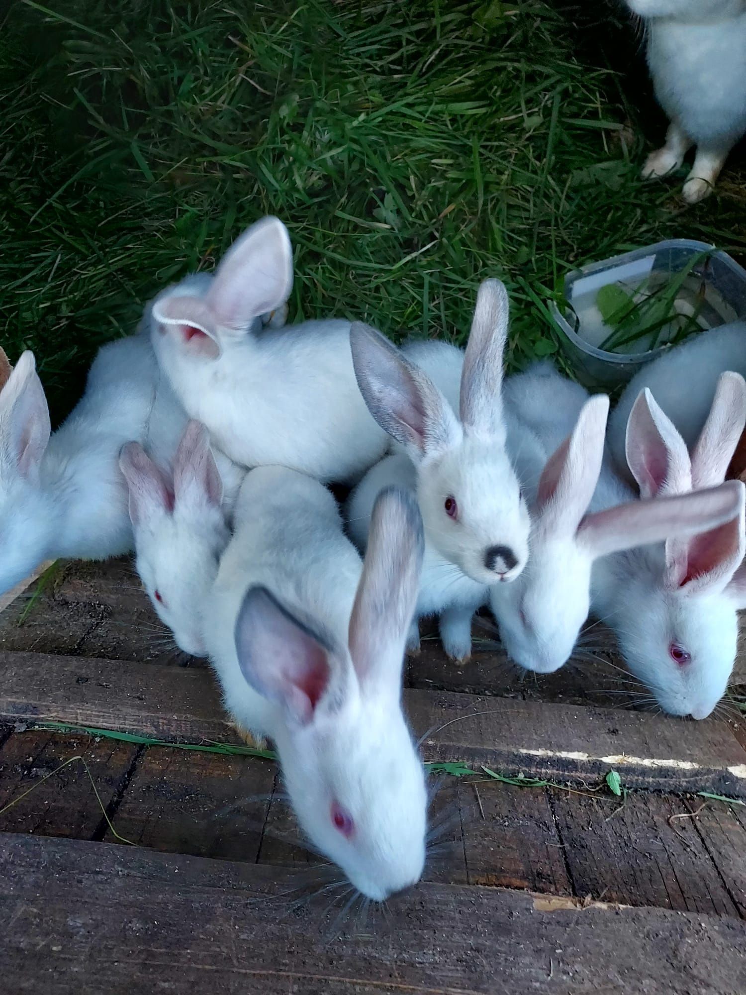 Vând pui de iepurași (iepuri albi cu ochii roșii)