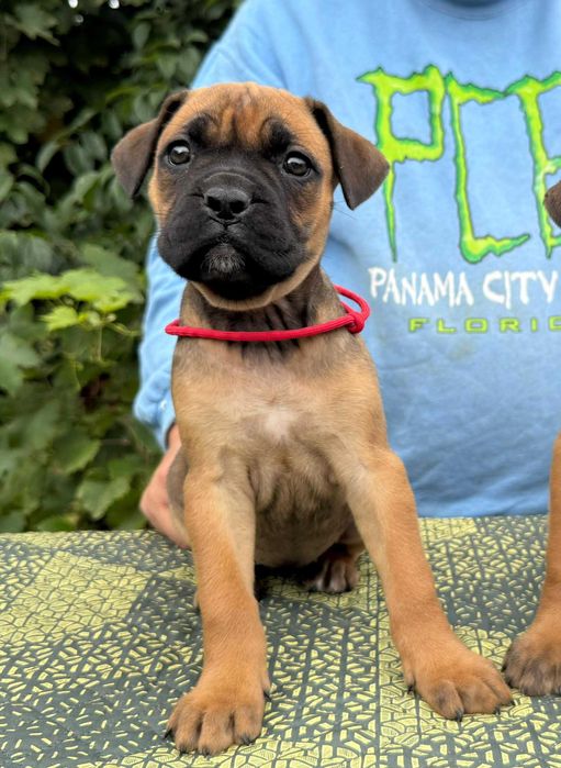 Cane corso 2 luni