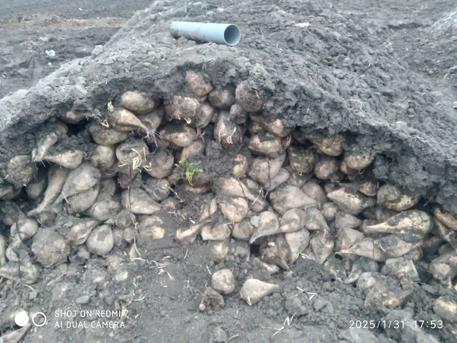 Shakar lavlagi sotiladi