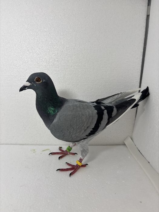 Disponibil femela maraton extrem