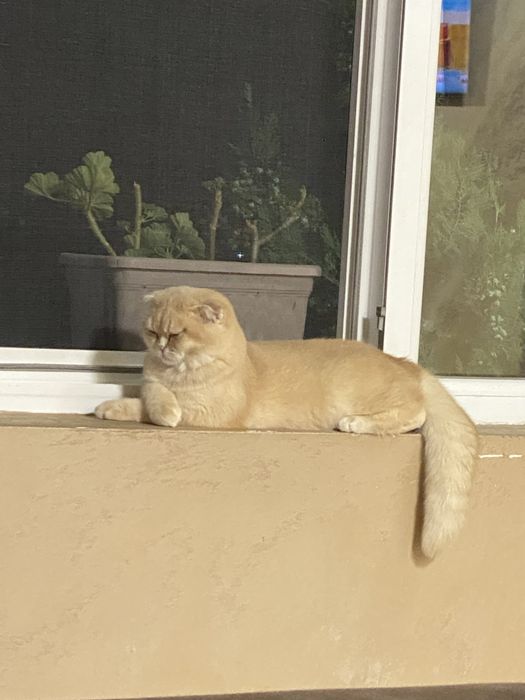 Шотланска клепоуха котка