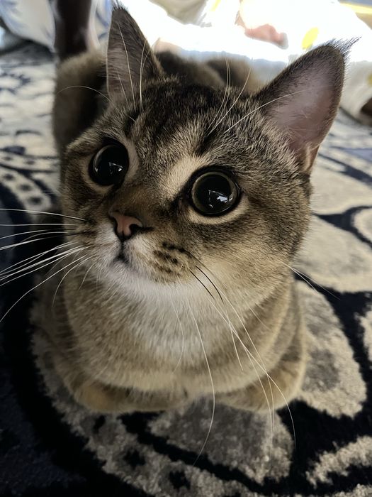 Вязка кота с кошечкой