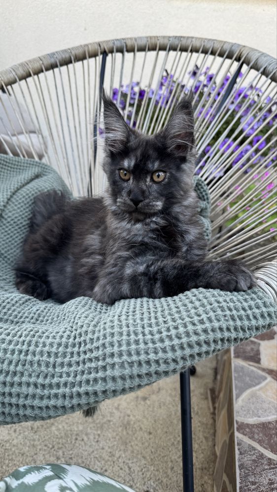 Femela Maine Coon