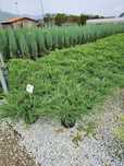Vând juniperus târâtoare ienuper