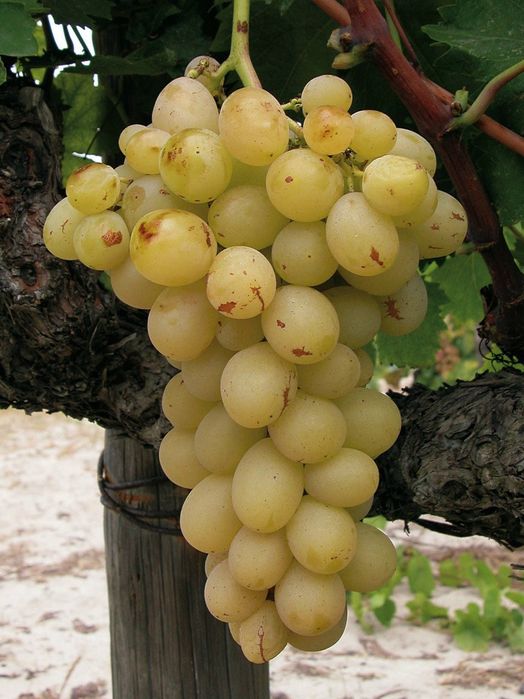 Vita de Vie Alba de Masa ( Nobila Altoita )
