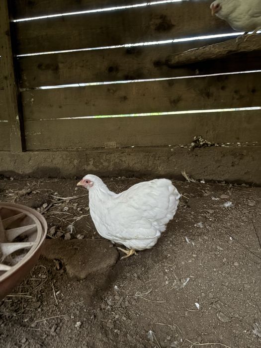 Vand wyandotte pitic alb