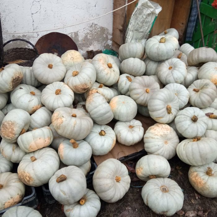 Dovleci de copt angro