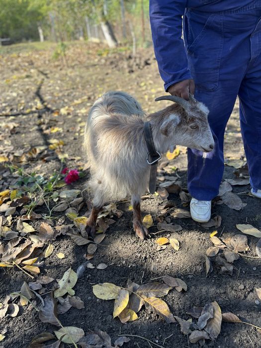 De vanzare iada sau schimb
