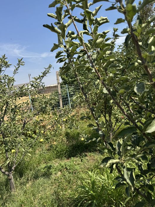 Дача сотилади сой буйида  жойлашган 25 сотикли дача сотилади