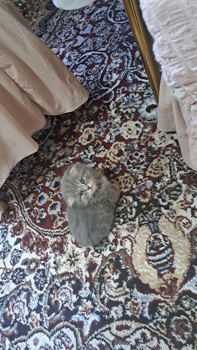 Скотш фолд & Скотш страйт