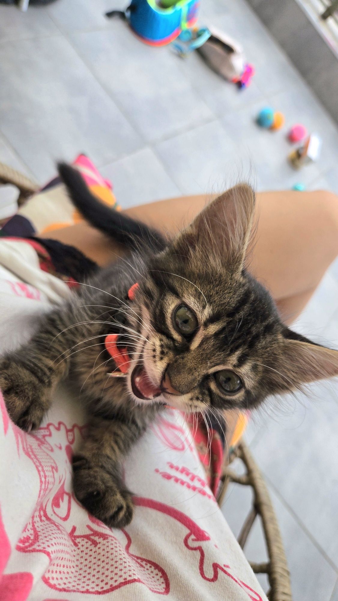 Мъжко пухкаво коте