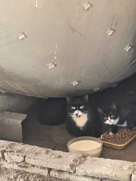 Кошка с тремя месячными котятами ищет дом или передержку.