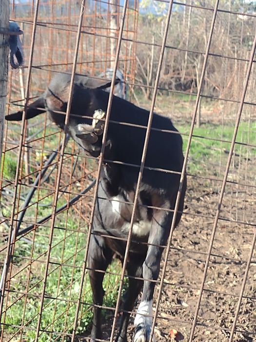 Ofer spre vânzare 2 capre (ieduțe)