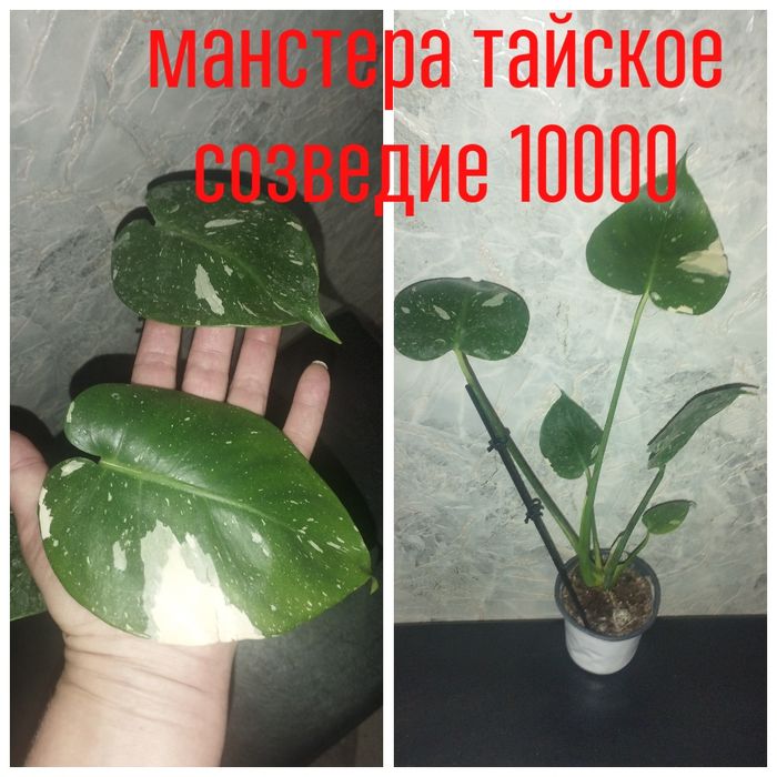Манстеры.филодендроны .аглаонемы