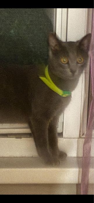 Отдадим котенка в хорошие руки стерилизована все прививки естт