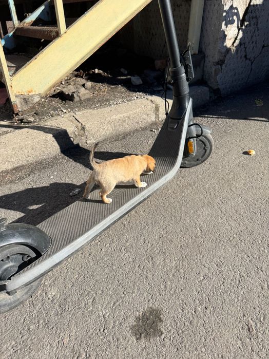 Кученце Пинчер-Джак Ръсел