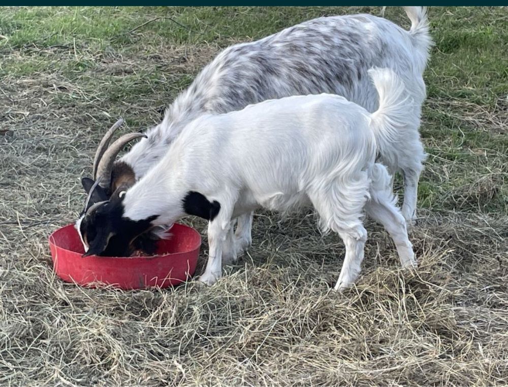 Vand capre de carne -rasa Boer încrucisată cu Carpatina