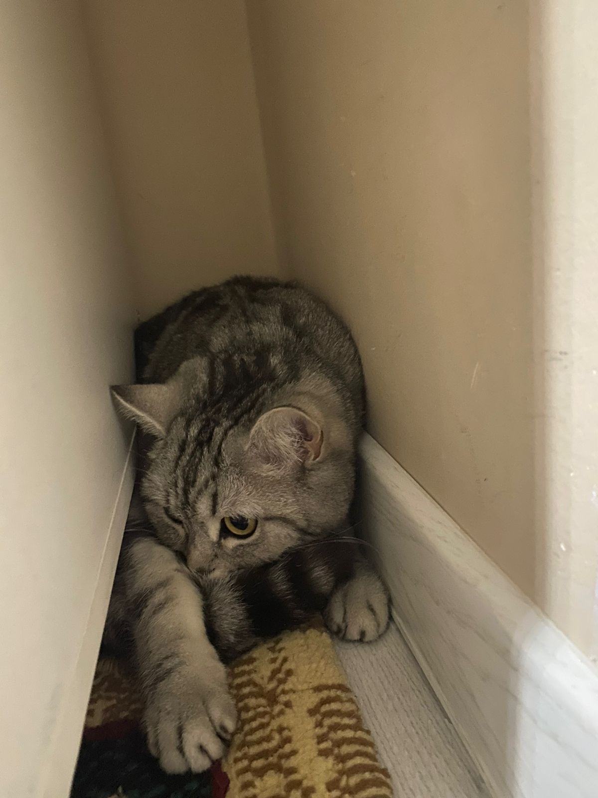 Кошка шотландский прямоухий кот срочно прадаются