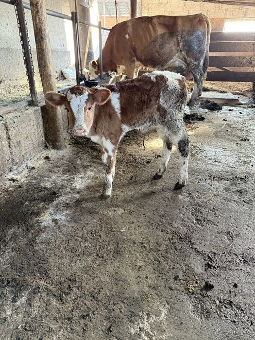 Vand doua vitele si un tauras