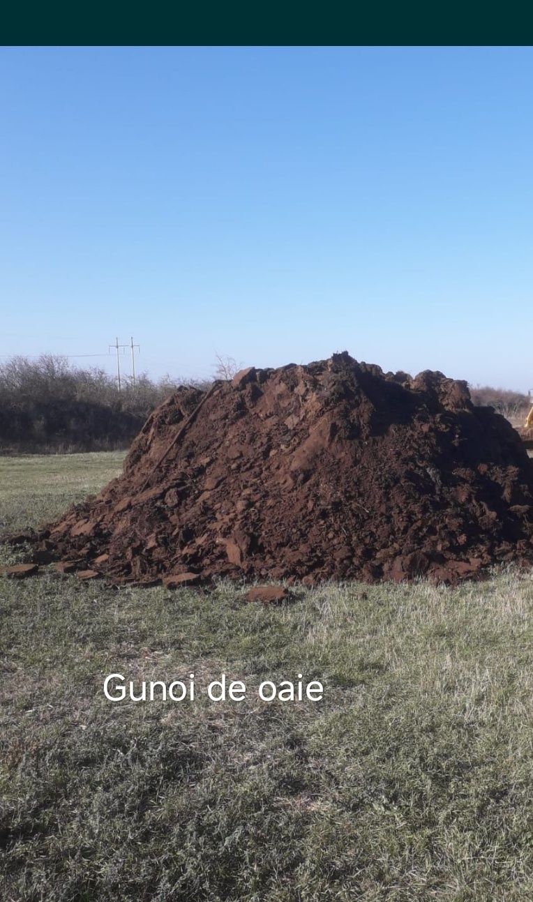 Vând gunoi de grajd oaie / oi