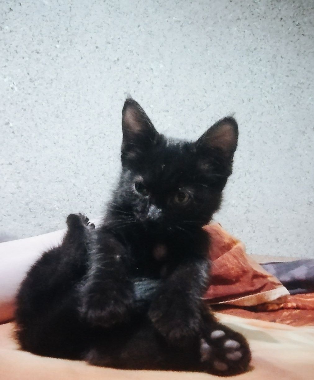 Отдам котёнкы в хорошие добрые руки. Хадия