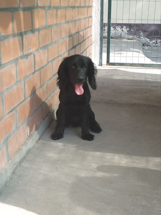 Продаю Кокер Спаниель 5 месяцев девочка