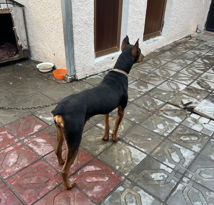 Доберман умный , добрый