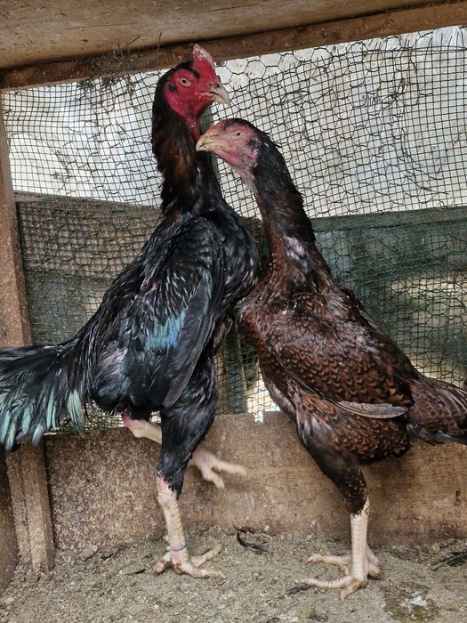 Карейцкие Петухи