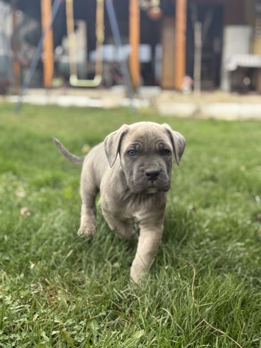 Кане Корсо / Kane Korso