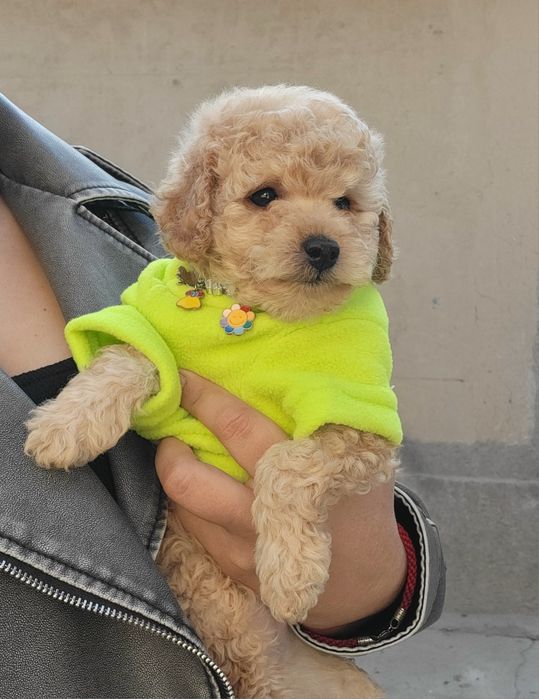 Мальтипу девочка кудряшкина пипевочка